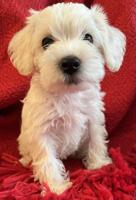 Schnoodle