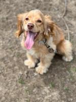Cocker Spaniel