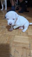 Dogo Mix