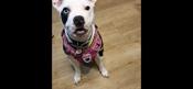 English staffy