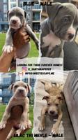 American bully
