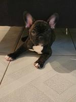 French bulldogs