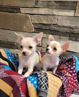 Chihuahua