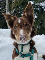Border collie