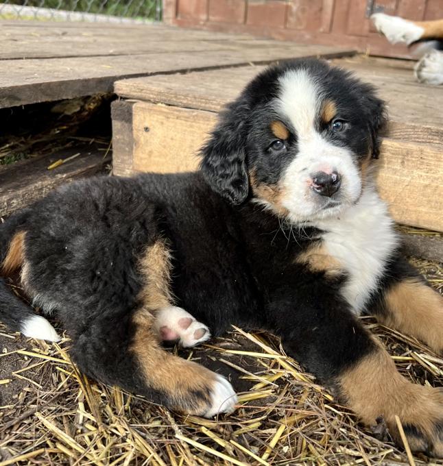 Bernese