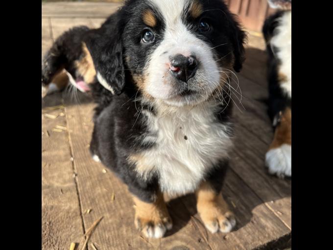 Bernese