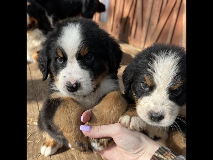 Bernese