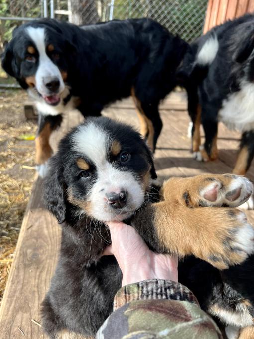 Bernese