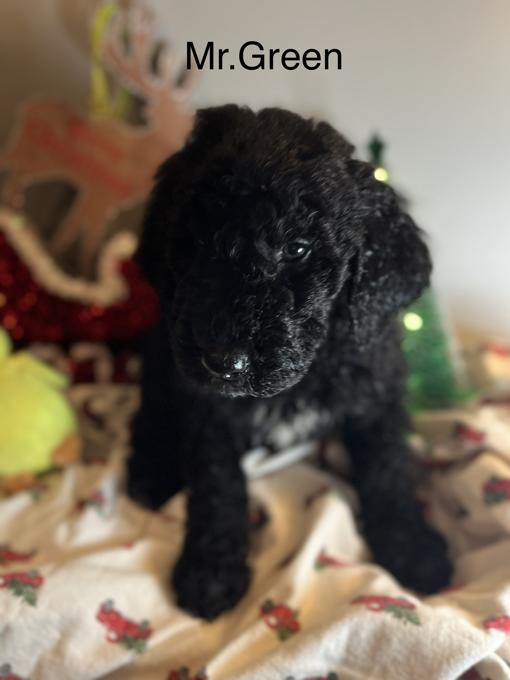 Bernedoodle