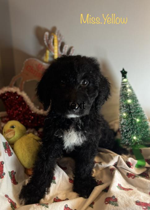 Bernedoodle