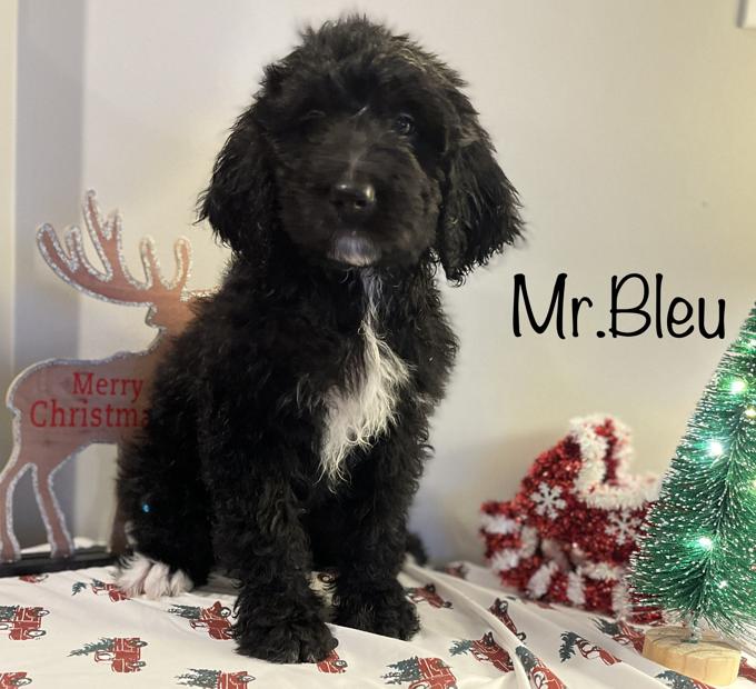 Bernedoodle