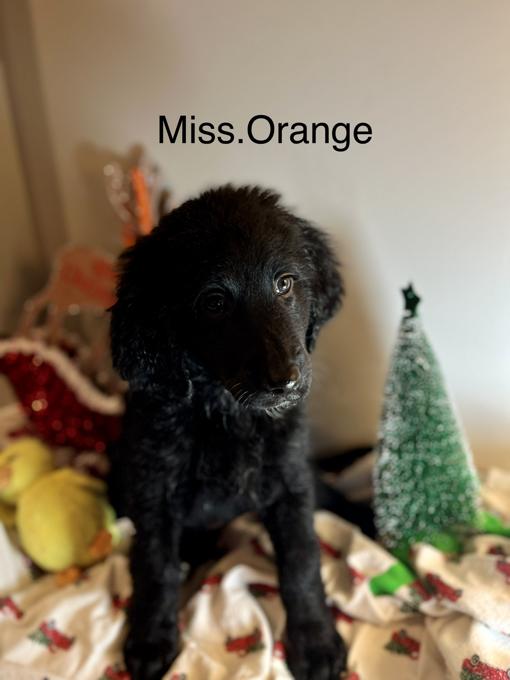 Bernedoodle
