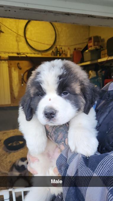 Saint Bernards