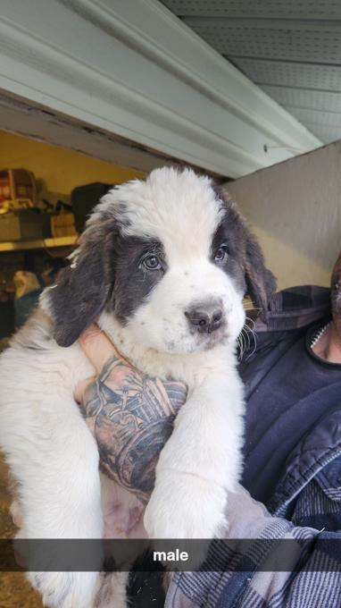 Saint Bernards