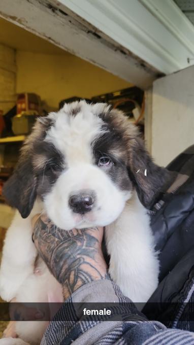 Saint Bernards