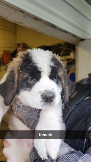 Saint Bernards