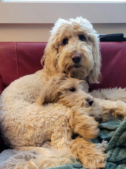 goldendoodle
