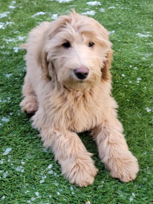 goldendoodle
