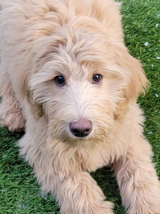 goldendoodle