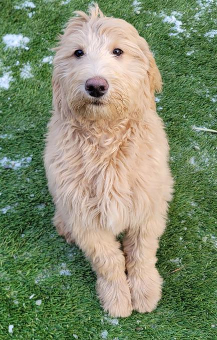 goldendoodle