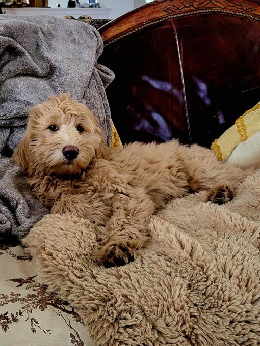 goldendoodle