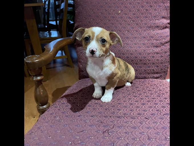 Chihuahua