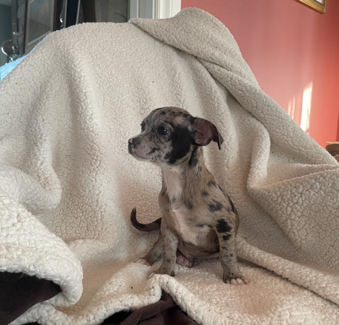 Chihuahua