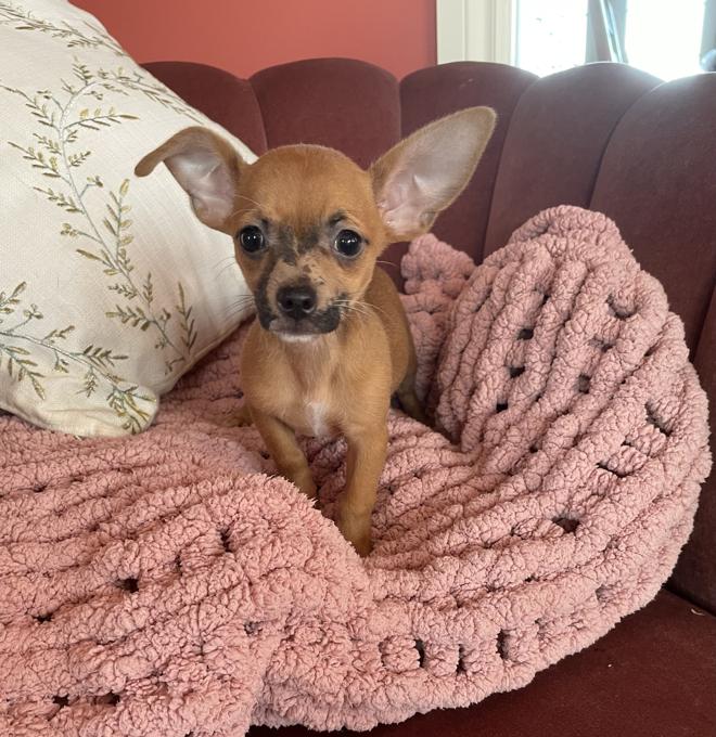 Chihuahua