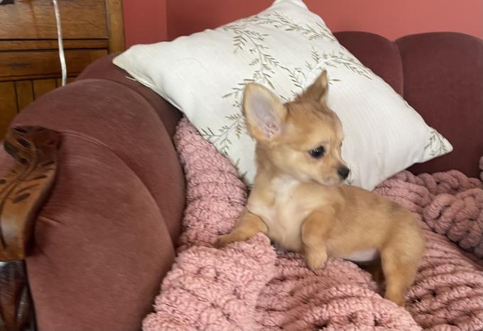 Chihuahua