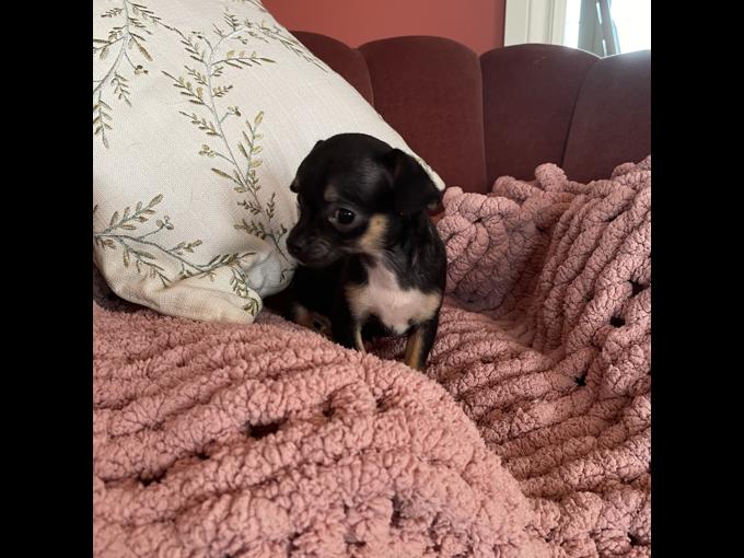 Chihuahua