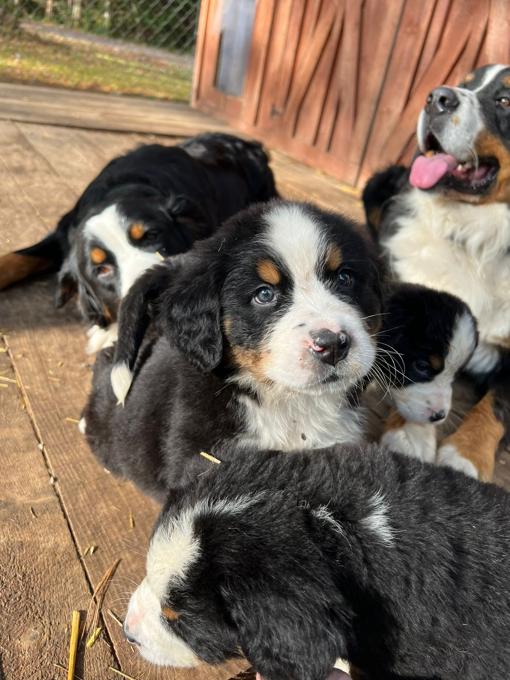 Bermese Mountain Dog
