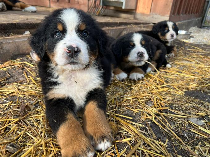 Bermese Mountain Dog