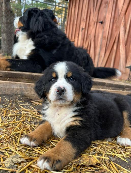 Bermese Mountain Dog