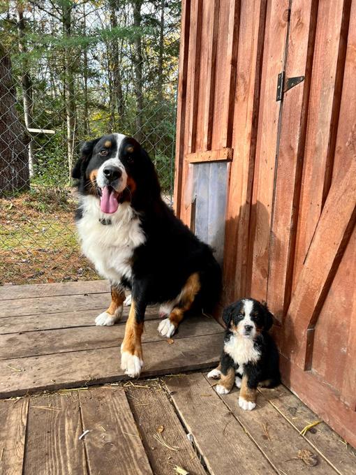 Bermese Mountain Dog