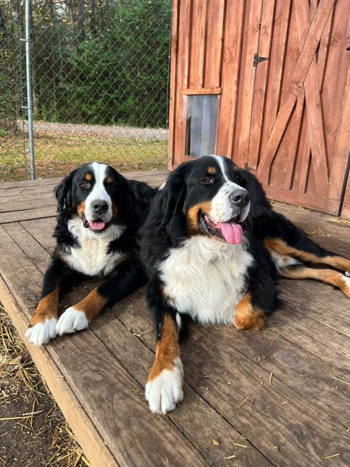 Bermese Mountain Dog
