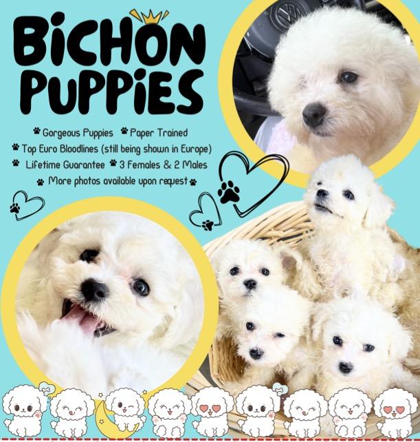 Bichon frise