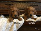 Goldendoodle