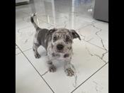 American Bully