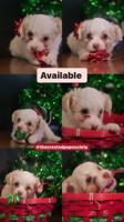 Chinese Crested Powder Puff