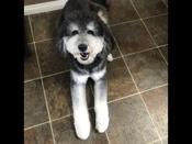 Bernedoodle 