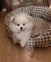 Pomeranian