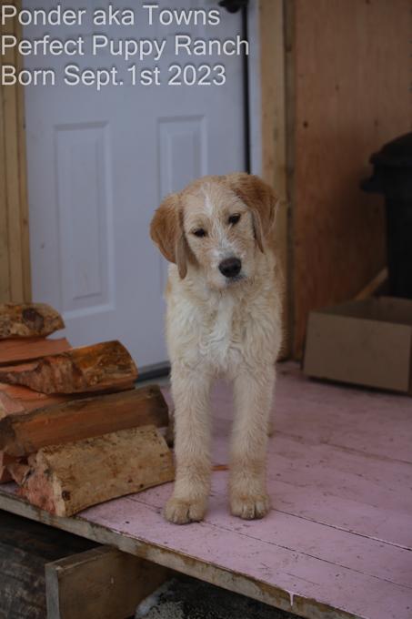 Goldendoodle