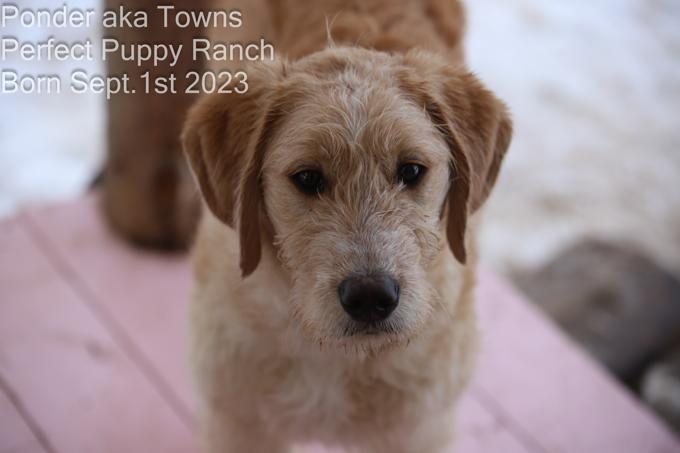 Goldendoodle