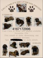 Cane corso/boxer mix