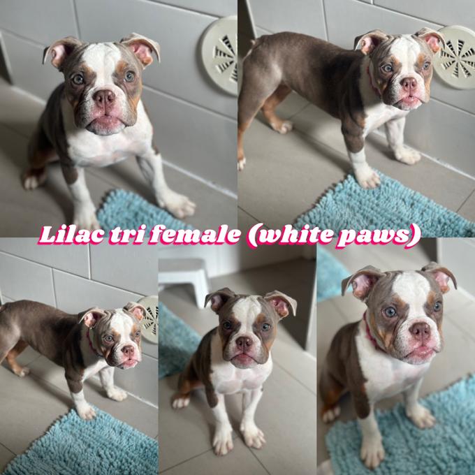 Olde English Bulldog