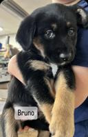 Mini Labradoodle X Husky Blue Heeler