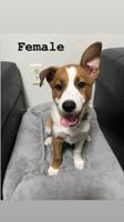 German Shepard and Red Heeler (Australian Cattle)