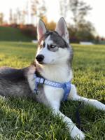Husky