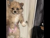 Pomeranian