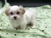Shichon